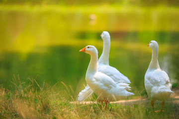 Three white geese family walking near the pond