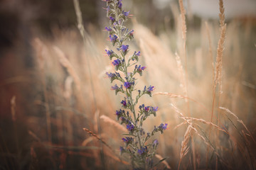 Lila Blüte in Feld