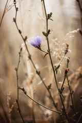 Lila Blüte in Feld
