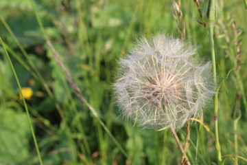 Dandelion flowers are white and fluffy with ripe seeds ready to fly away when the wind blows. 