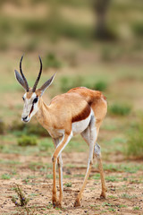 Naklejka na ściany i meble The springbok (Antidorcas marsupialis) , portrait of the young antelope.