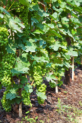 Fototapeta na wymiar Grape in vineyards