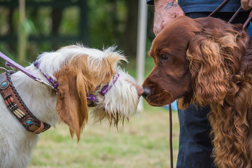 Two Dogs Meeting
