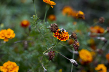 Pollinator Garden Bumble Bee