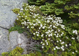 closeup of a bunch of tiny white clustered flowers on a low growing Rhododendron groenlandicum shrub