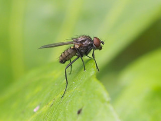 close-up of a beautiful and big black fly