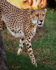 Cheetah on the Prowl