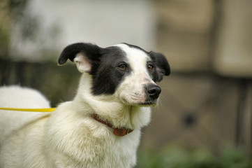 Obraz premium White dog with black spots on the nature.