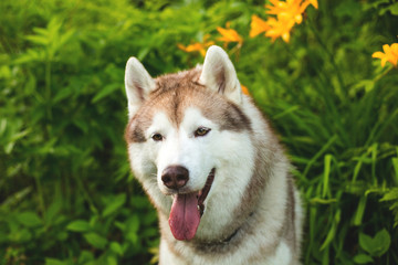 Portrait of cute beige dog breed siberian husky with tonque hanging out sitting in green grass and orange wild lilies