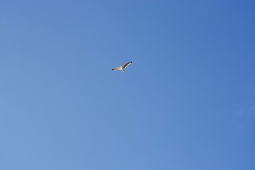 One white seagull at the grey sky