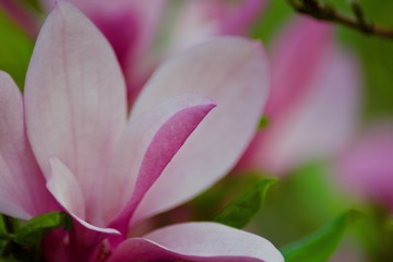 Beautiful pink magnolia flowers with green leaves