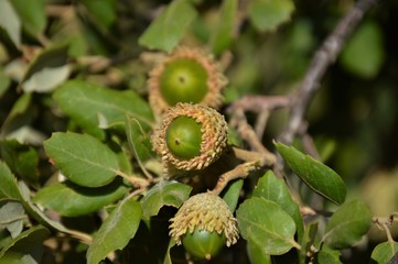 Bellotas en formación