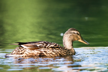 Female mallard swimming in lake