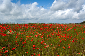 Poppies