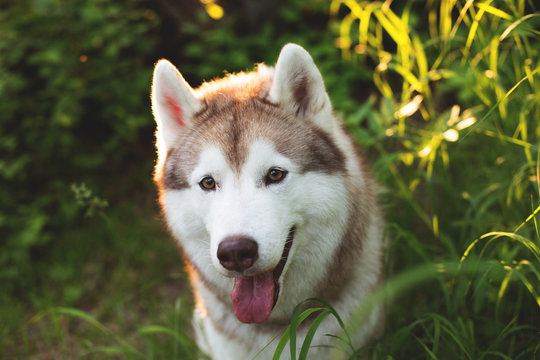 Close-up image of dog breed siberian husky with tonque out in the forest at sunset.