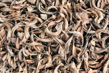 Dry leaf background.