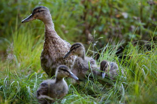 young ducklings in small lake nature