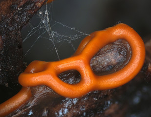 Orange glazy plasmodiocarp fruit bodies of a slime mold, or myxomycete, Hemitrichia serpula. Slime moulds are special organisms that gather from microscopic unicellular amoebae. High magnification © Iuliia