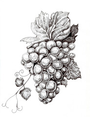 Graphic ink illustration bunch of grapes - obrazy, fototapety, plakaty