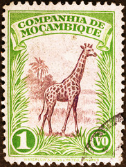 Giraffe on vintage postage stamp of Mozambique 