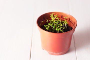 seedlings of forget-me-not flower in a plastic pot with white label