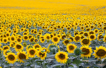 field with plenty of blossoming sunflowers