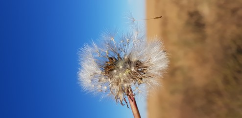 Pusteblume