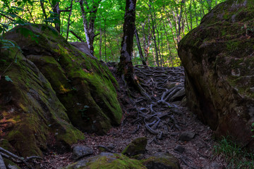 Stones and roots in summer forest