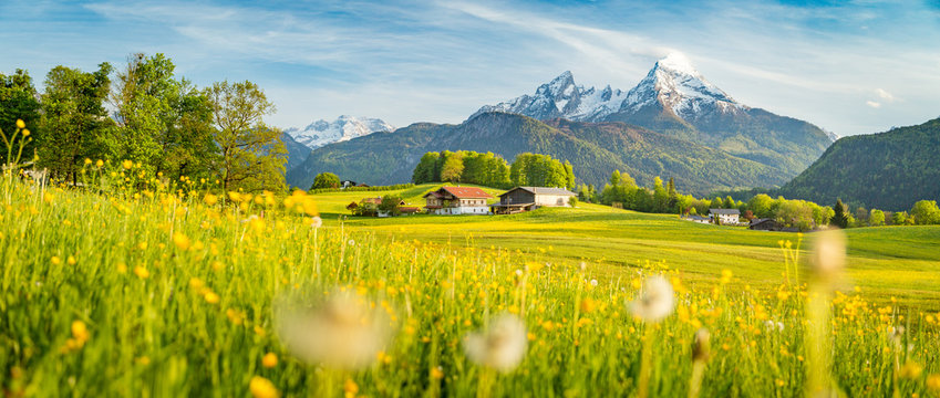 Fototapeta Idyllic landscape in the Alps with blooming meadows in springtime