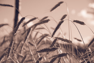 Grains of corn during a sunny day