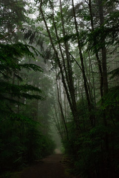 Ira Spring trail. Moody forest. © Stanislav