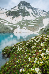 Fototapeta na wymiar mountain spring landscape with blossoms flowers rhododendron and blue lake reflection