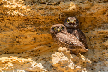 Pair of Little owls or Athene noctua on rock