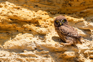 Little owl or Athene noctua on rock
