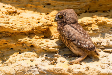 Little owl or Athene noctua on rock
