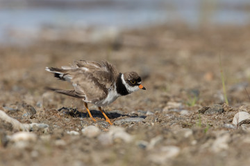 Semipalmated Plover Adult