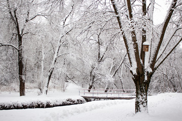 Winter snow-covered park after a snowstorm