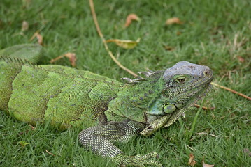 Fototapeta premium Iguana