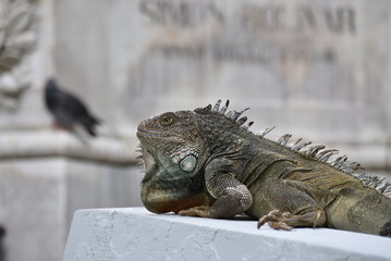 Iguana en Ecuador