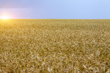 golden wheat field