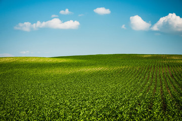 Green farm rolling hills in fields and blue sky