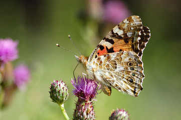 butterfly the red admiral Vanessa atalanta