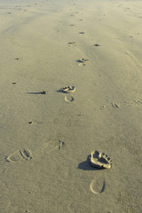 Footprints in the sand