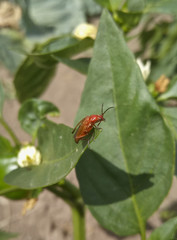 Roter Weichkäfer (Rhagonycha fulva) auf grünem Blatt