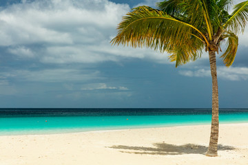 Fototapeta na wymiar Palm tree on the white sandy beach in Barbados