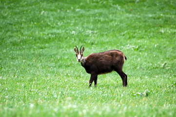 The chamois Rupicapra