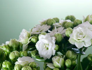 bouquet of beautiful white flowers close-up
