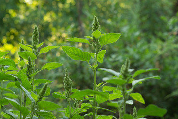 Plants of flowering amaranth