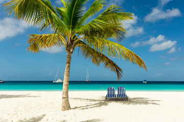 Fototapeta na wymiar Sun beds under a palm tree on exotic Barbados beach
