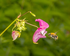bumblebee flies up to a pink flower Impatiens glandulifera. closeup